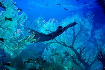 Disney y Avatar anuncian campaña global «Mantengamos nuestros océanos increíbles»