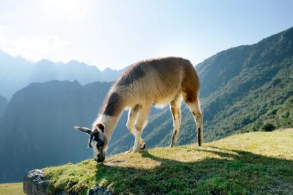 Colombia y Ecuador quieren repoblar de alpacas su frontera andina