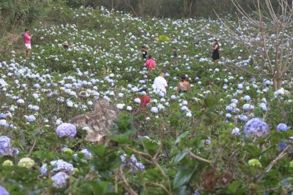 “El Campo de las Mil Flores” se convierte en el nuevo atractivo turístico de Nicaragua 