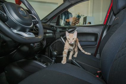 Fiat se renueva creando una alianza junto a Gatuario y Adopta Miu en beneficio de los gatos