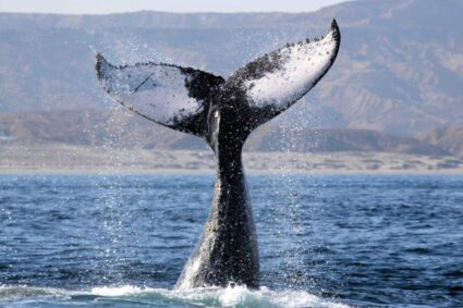 “Ballenas a la vista”: Inicia temporada de avistamiento de ballenas