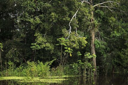 Audi refuerza su compromiso con la sostenibilidad y anuncia alianza con Bosques Amazónicos (BAM)