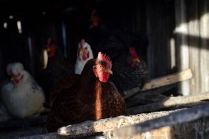 Día Mundial del Huevo: 175 empresas en Perú se comprometen con la producción de huevos libres de jaulas